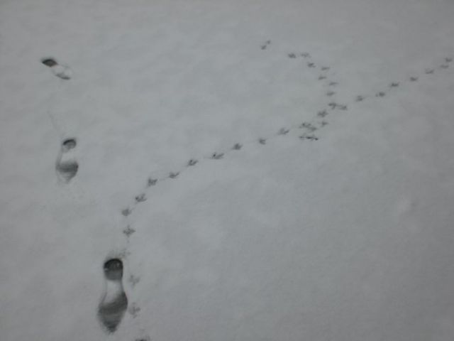 piedi_neve